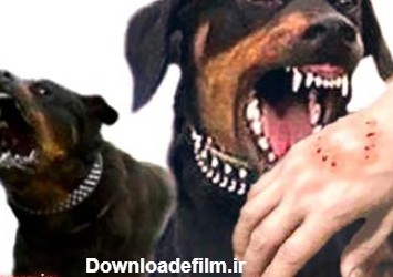 عکس سگهای وحشی خطرناک عصبانی و کشنده - تــــــــوپ تـــــــــاپ