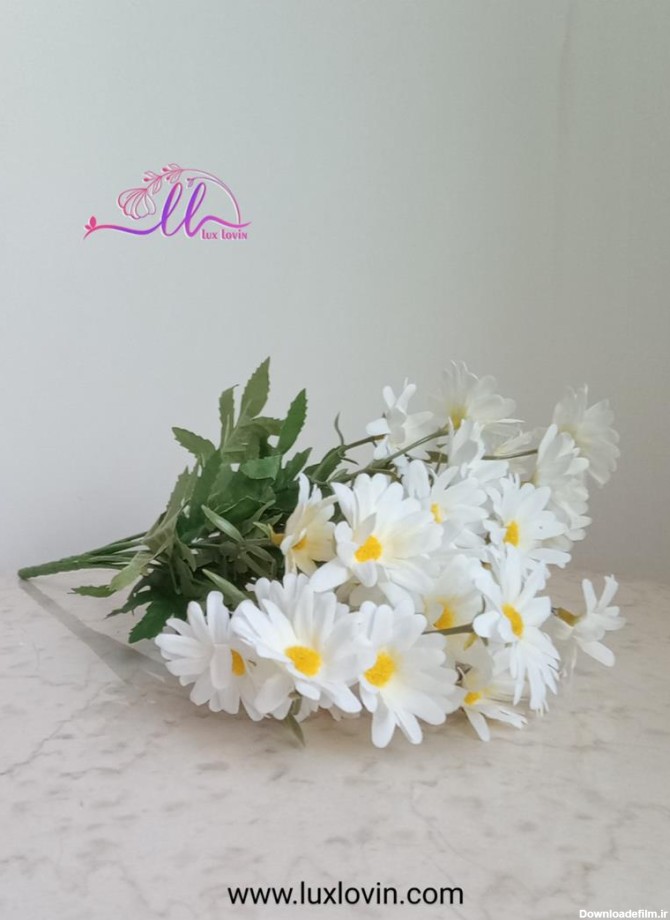 تصویری از گل بابونه سفید