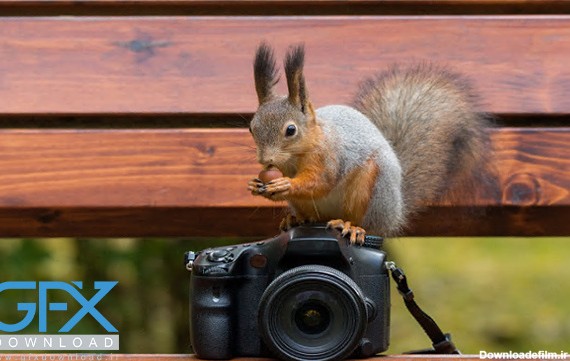 عکس سنجاب⭐مجموعه 15 عکس سنجاب های خوشگل و زیبا