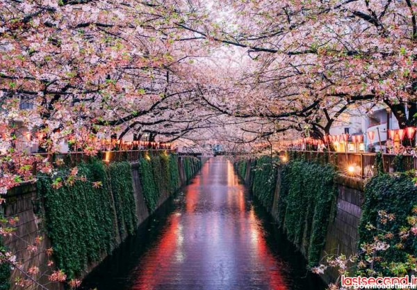 تصاویری خارق العاده از فصل زیبای بهار در سراسر جهان | لست سکند