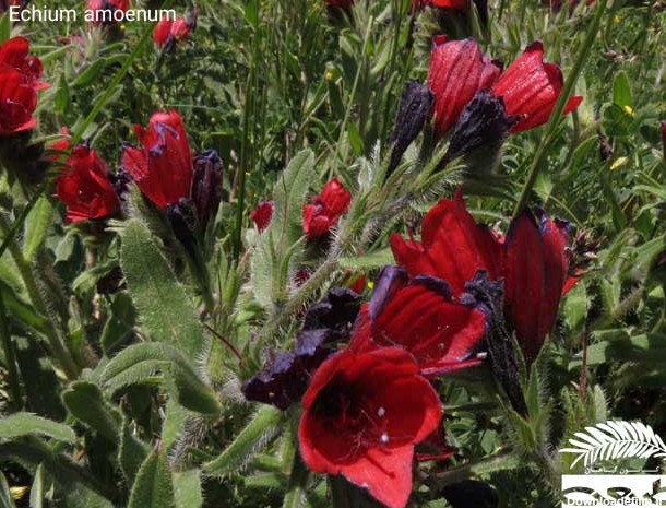 گل گاو زبان ایرانی|گیاهان اندمیک|گاوزبان اروپایی