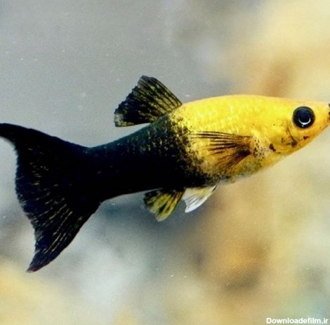 قیمت ماهی مولی چقدر می باشد؟ بررسی انواع ماهی مولی در ایران - Happypet