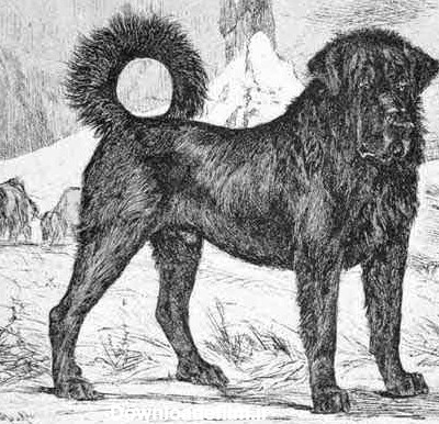 سگ سرابی در تاریخ