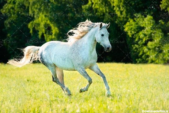 اسب سفید اسب اهلی