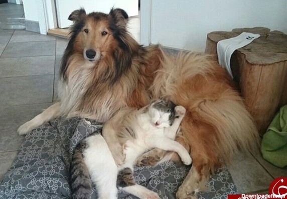 عکس/ سگ و گربه هم بالاخره با هم دوست شدند! - تسنیم