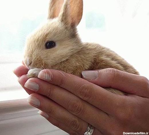 جدیدترین عکس های خرگوش