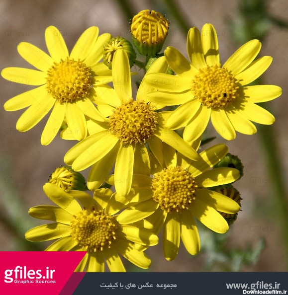 عکس دسته گل های گیاه بابونه به رنگ زرد