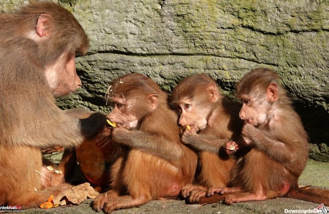 آخرین خبر | غذا خوردن بچه میمون ها