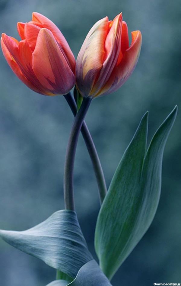 عکس از گلهای زیبای جهان ۱۴۰۰ - عکس نودی
