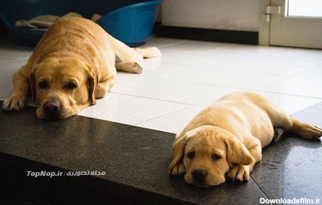 عکس: سگ ها و خانواده هایشان