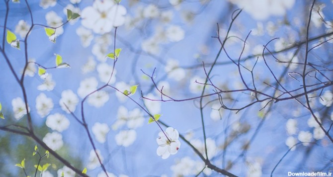 دانلود تصویر پس زمینه فصل بهار و شکوفه درخت | پیکفری