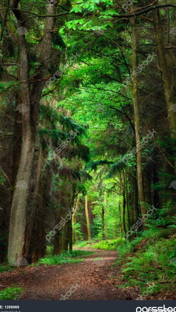 مناظر رویایی در جنگل با مسیری که منجر به روشن سبزی درختان تیره قاب ...