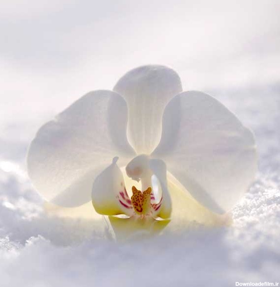 عکس پروفایل گل ارکیده سفید