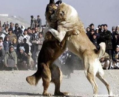 مسابقات وحشیانه سگ‌ها در اوضاع کرونایی/ 17 حیوان آزار دستگیر شدند