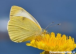 پروانه - ویکی‌پدیا، دانشنامهٔ آزاد