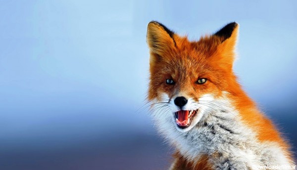 دانلود بهترین مجموعه 35 عکس روباه با طرح دیدنی و ناز و خوشگل
