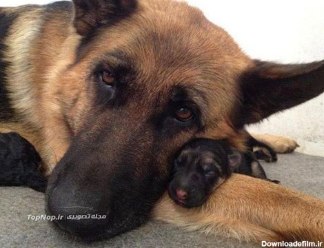 عکس: سگ ها و خانواده هایشان