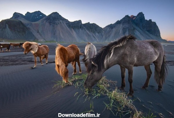 خبرآنلاین - عکس | چرای اسب‌های وحشی در عکس روز نشنال جئوگرافیک
