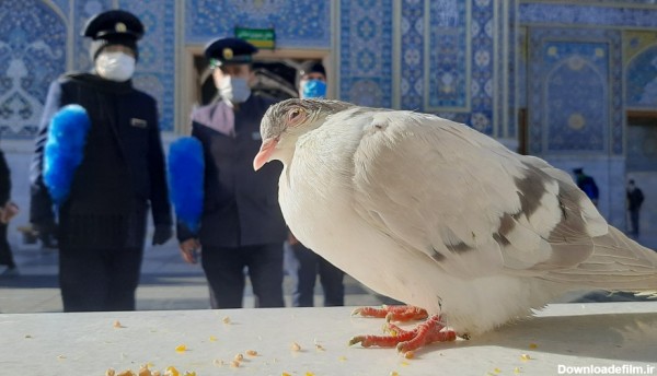 کبوتر حرم - خاطرات خدمت افتخاری در حرم امام‌رضا علیه‌السلام کبوتر حرم