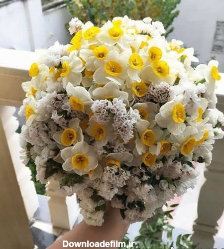 عکس گل نرگس بسیار زیبا با ۳۳ طرح جذاب برای پروفایل
