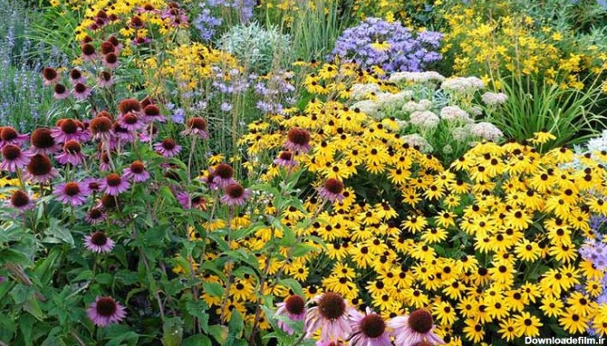 گلهای خانگی مقاوم برای باغچه؛ معرفی ۲۷ گل زیبا و ماندگار - چطور
