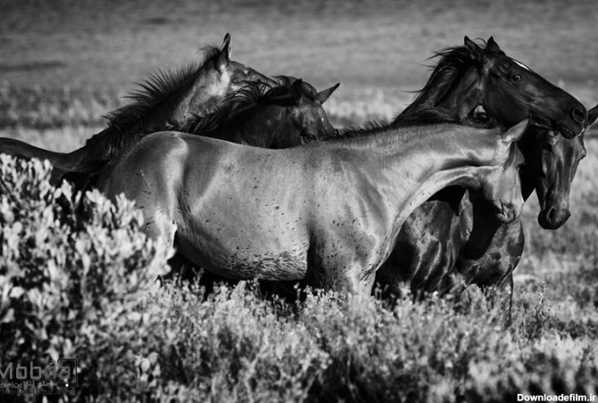 سیاه و سفید جالب از اسب‌های وحشی آفریقای جنوبی (عکس)