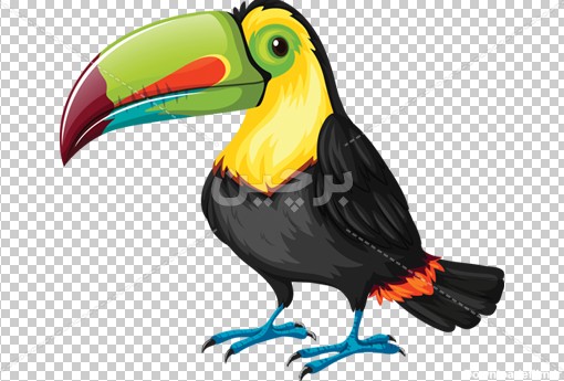 Borchin-ir-cute parrot cartoon animal large photo دانلود عکس بدون زمینه طوطی بصورت کارتونی و نقاشی دیجیتال۲