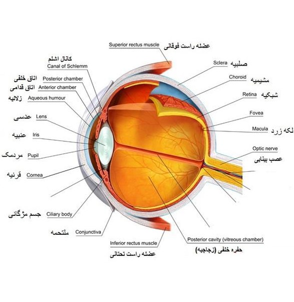 آناتومی چشم - دکتر احمد عامری