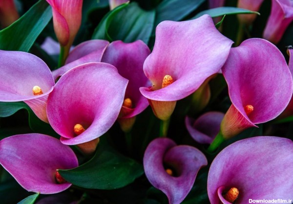 همه چیز در مورد لیلیوم کالا (CALLA LILIES) | گل شیپوری | خرید گل ...