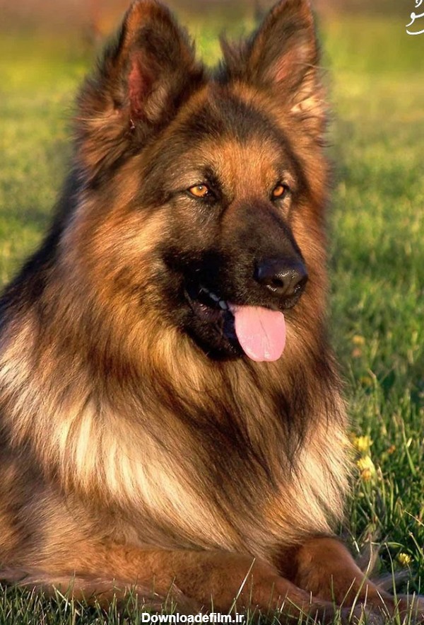 آموزش سگ ژرمن شپرد | تشخیص سگ شپرد اصیل