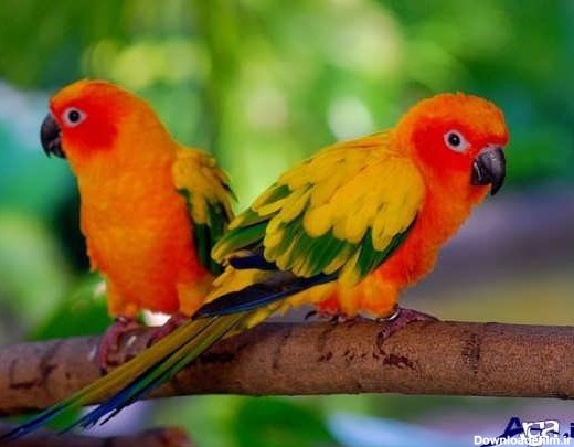 بهار نیوز - پرنده های زیبا و تماشایی سراسر جهان - نسخه قابل چاپ