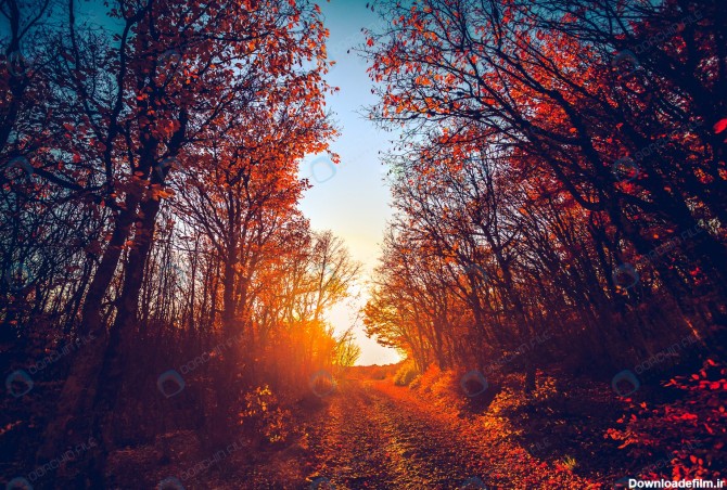 تصویر جاده جنگلی در غروب آفتاب - مرجع دانلود فایلهای دیجیتالی