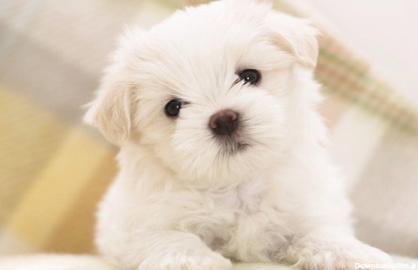 عکس سگ پشمالو کوچک سفید