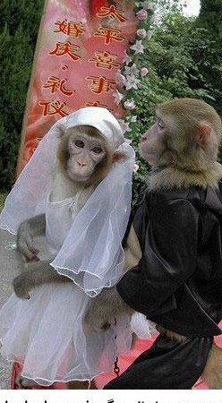 عکس میمون تو لباس عروس