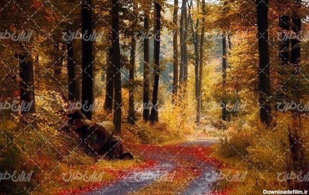 تصویر با جنگل زیبا همراه با منظره زیبا و چشم انداز رویایی پاییزی ...
