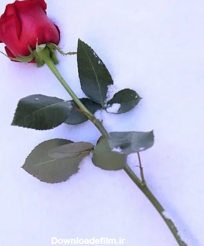 16 عکس گل رز قرمز زیبا و عاشقانه در برف برای پروفایل