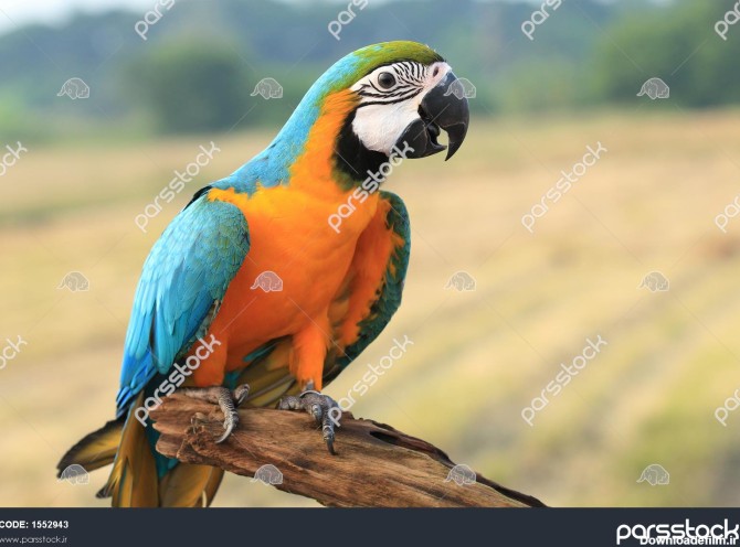 ماکائو آبی و طلایی ماکائو پرنده زیبا طوطی 1552943