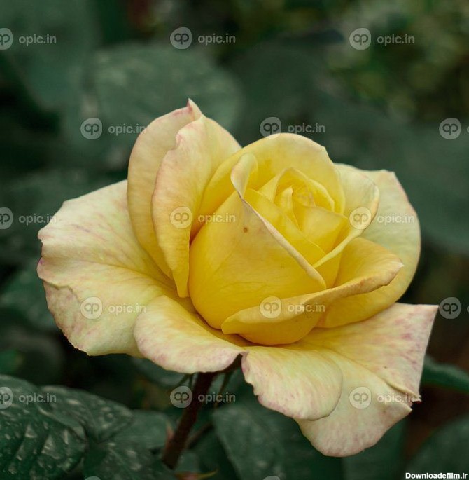 دانلود عکس گل رز زرد عاشقانه برای روز ولنتاین | اوپیک