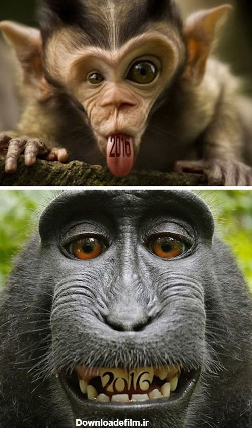سری جدید عکس های خنده دار از دنیای حیوانات