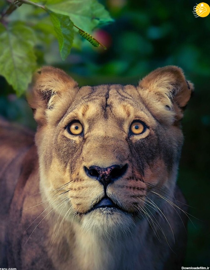 فرارو | (تصاویر) پرتره‌های چشم نواز از شیر‌ها