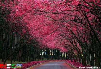جاده شکوفه های درخت گیلاس road in spring