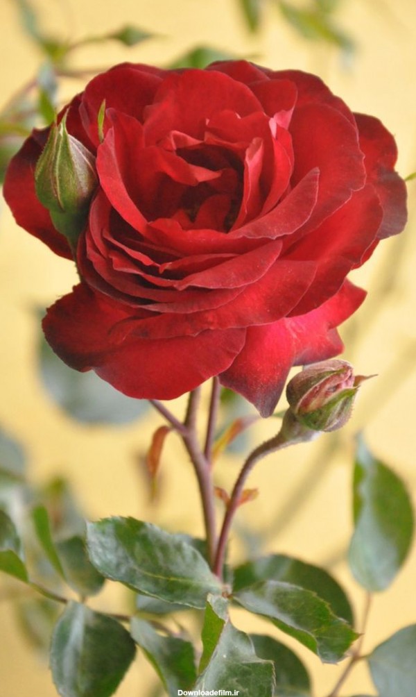 پروفایل ست عاشقانه از شاخه گل رز قرمز در کیفیت HD