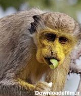 حرص خوردن میمون را رنگی کرد! +عکس