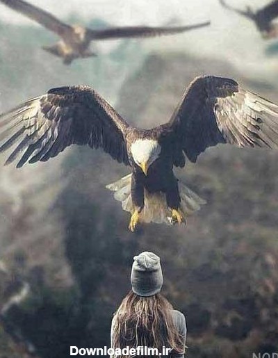 عکس عقاب جنگی برای پروفایل - عکس نودی