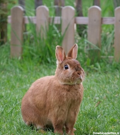 عکس خرگوش در چمنزار