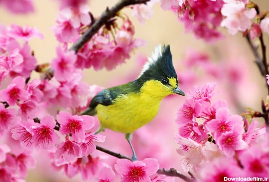 عکسهای پرندگان زیبا در فصل بهار