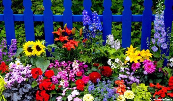 گلهای تابستانی؛ ۴۶ گل باغچه‌ای زیبا و رنگارنگ برای فصل تابستان - چطور