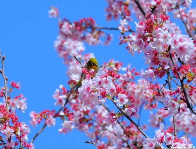 عکس های تماشایی از زیبایی های فصل بهار و شکوفه های درختان
