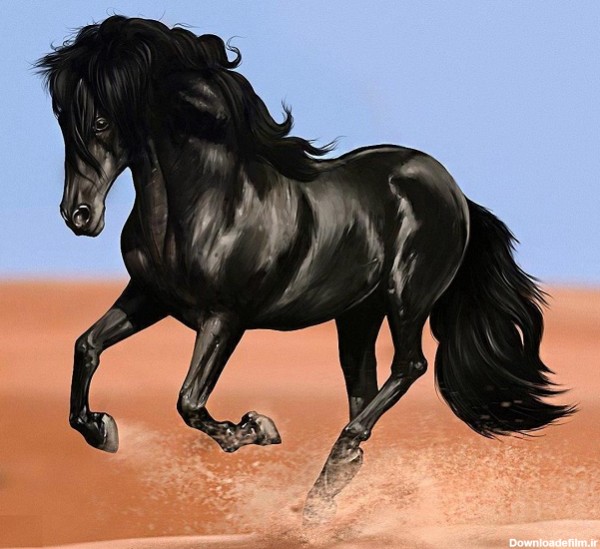 بازار فروش اسب ترکمن سیاه Airya