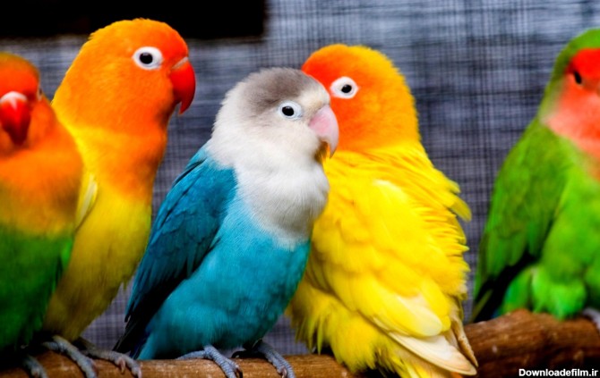 والپیپر طوطی های رنگارنگ | عکس پرنده زیبا طوطی